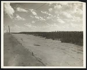 No-Man's Land in The Dust Bowl. Battle lines are sharply drawn where the forces of man and nature meet in the no-man's land between dust bowl waste and growing fields. Here, in Baca county, Colo., a field of broom corn withstands the assault of sand which threatened to defeat the efforts of man to reclaim another field. A normal fall of rain this year, the first since the drought of 1932, has helped in the organized effort to eliminate the dust bowl.