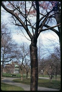 Closeup of a tree trunk
