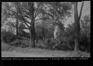 Swift River, flood photo, Enfield office, showing fallen trees, Enfield, Mass., Sept. 22, 1938