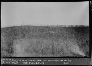 View of burned area on Quabbin Reservoir Watershed, fire of May 5, 1944, New Salem, Mass., Jan. 11, 1950