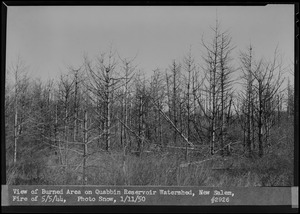 View of burned area on Quabbin Reservoir Watershed, fire of May 5, 1944, New Salem, Mass., Jan. 11, 1950