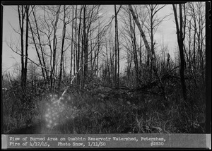 View of burned area on Quabbin Reservoir Watershed, fire of April 12, 1945, Petersham, Mass., Jan. 11, 1950