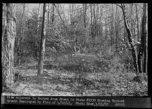 View adjacent to burned area on Quabbin Reservoir Watershed shown in Photo #2930, showing typical growth destroyed by fire of April 12, 1945, Petersham, Mass., Jan. 11, 1950