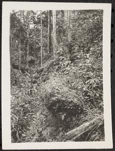 District of [Paracale], Island of Luzon, P.I. jungle scene