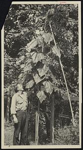 Some Sunflower- Merle Sheets of 22 Clifton street Revere, stands beside 13-foot sunflower he raised in his back yard. The flower grew so tall he had to support it with a pole.