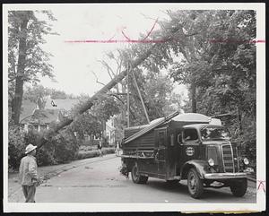 It Became Cool with such a rush yesterday that this tree (above) on property of Joseph Megliola at 50 Dale street, Roslindale, blew over on telephone wires across the street.
