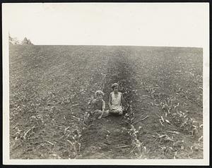 Drouth Retards Corn Growth. This is the best corn the photographer could find in Douglas County, Nebr., Near Omaha. It is on the farm of H. R. Young and had just received its first satisfactory rain of the year a few hours before the picture was taken. Although the stalks are well behind other years, Young said the rain cheered him considerably. In the picture are Janice and Eleanor, the farmer's daughters.