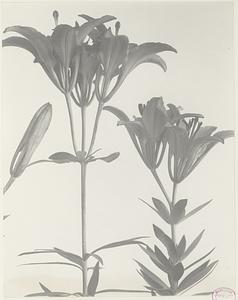 108. Lilium philadelphicum, red or wood lily