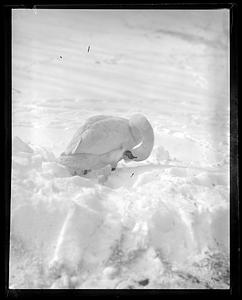 Swan in snow