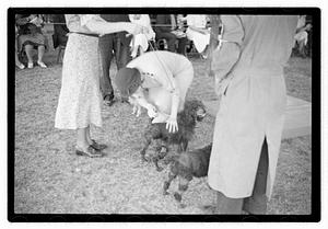 Dog show municipal hunt club