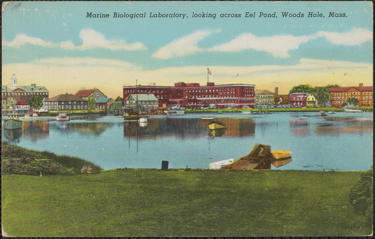 Marine Biological Laboratory, looking across Eel Pond, Woods Hole, Mass