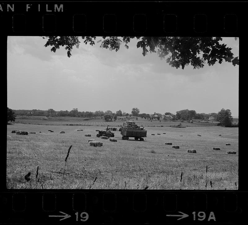 Hay field at Colby Farm in Newbury