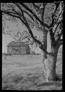 House and tree, Nantucket