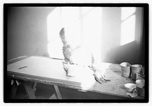 Cat show