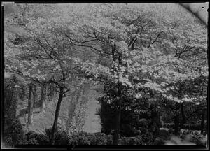 S. through dogwoods, paths and tulip border beneath in garden of J. F. McFadden
