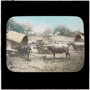 Oxen in a barn yard