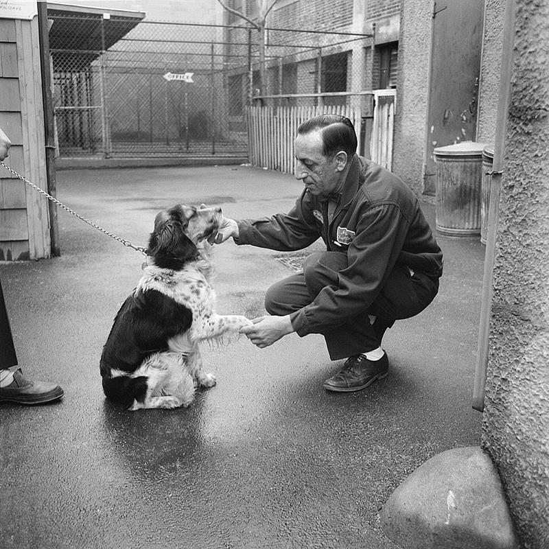 Animal Rescue League, Hillman Street, New Bedford