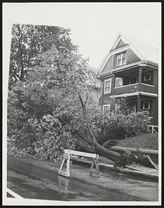 Tree blown over on Highland Av. Somerville.