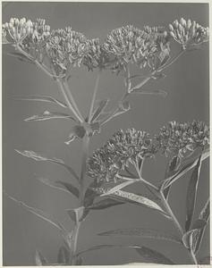 243. Asclepias tuberosa, orange milkweed, butterfly-weed, pleurisy-root