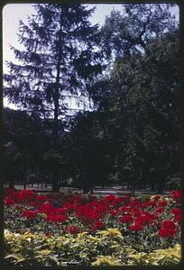 Red flowers, trees in background