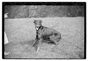 Dog