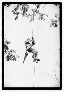 Tree maintenance, Boston Common