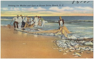 Seining for Mullet and Spot at Ocean Drive Beach, S. C.
