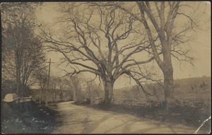 Old elm tree, transplanted 1729