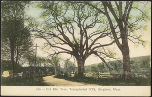 Old elm tree, transplanted 1729, Hingham, Mass.