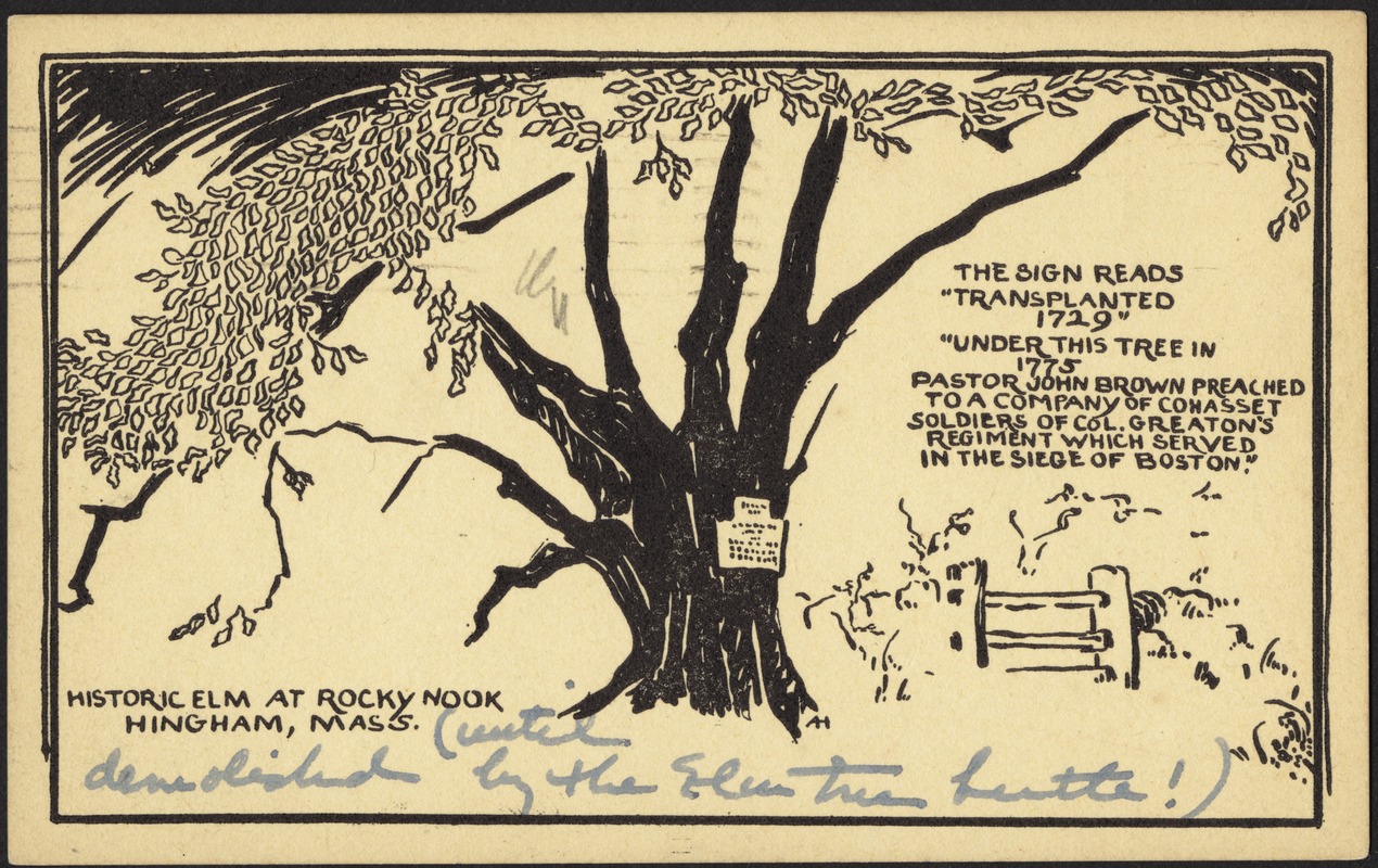 Historic elm at Rocky Nook, Hingham, Mass.