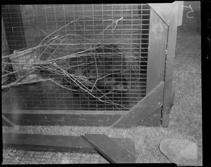 Beavers in a cage