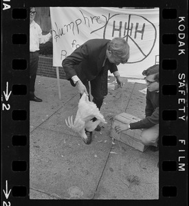 Humphrey supporter with chicken labeled "Chicky-dick alias Tricky Dick" outside Somerset Hotel during Richard Nixon campaign rally