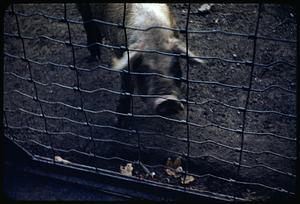 Pig, Franklin Park
