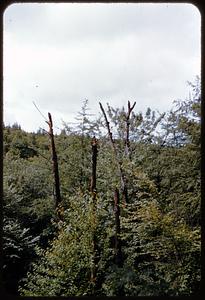 Trees, front of Mike's