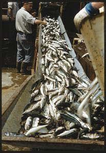 Piles of fish on chute