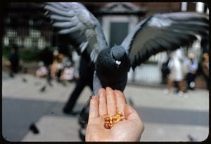 Person's hand holding out food to flying pigeon, Boston Common