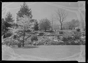 Flowering dogwood and rock garden at Mrs. Thos. Newhall's