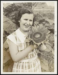 Perhaps it's a sign. Sunflowers, now officially attached to Landon for President, are growing in abundance in old Combination park on Mystic avenue, Somerville. Here's Bernadette Fortier of 403A Washington street, Somerville, among the sunflowers. Who cast the first seed is a mystery.