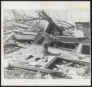 Waiting in Vain for Master-Whitey, the dog of four-year-old Willard Douglas of Millstadt, Ill., waits amidst the wreckage of the Douglas home in which the boy was killed in yesterday's tornado.