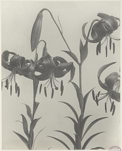 110. Lilium superbum, Turk's-cap lily