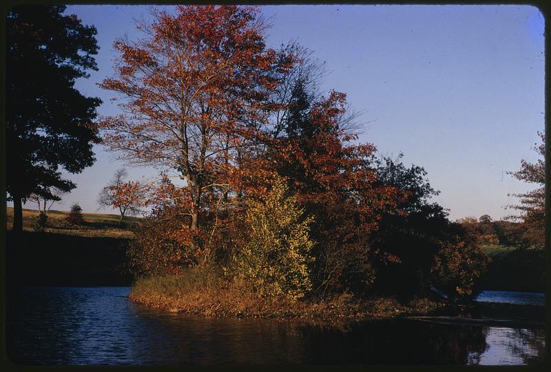 Trees showing fall foliage next to a body of water