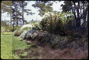 Mrs. Pettie's garden, OOB [Old Orchard Beach]