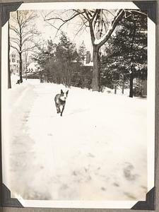 A Boston terrier runs in the snow