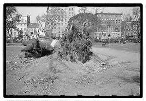 Tree removal