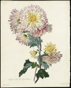 Changeable Pale Buff Chrysanthemum