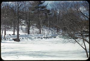 Snow scene with trees