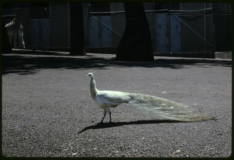 White peacock in fenced area with giraffe in background, San Francisco Zoo