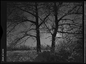 Trees, Ipswich