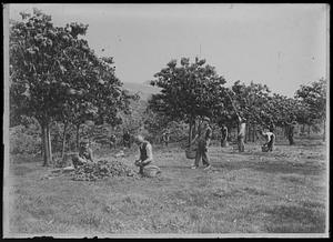 Pears, picking
