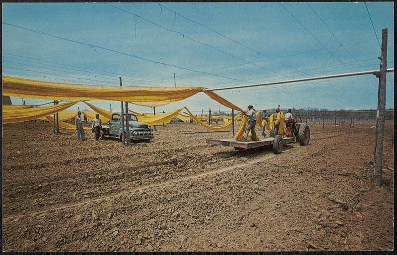 Tobacco netting